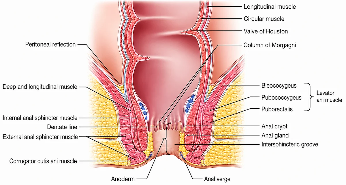 Anatomia do canal anal e da região anorretal